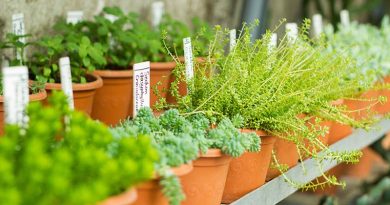 Plant Sale Portishead