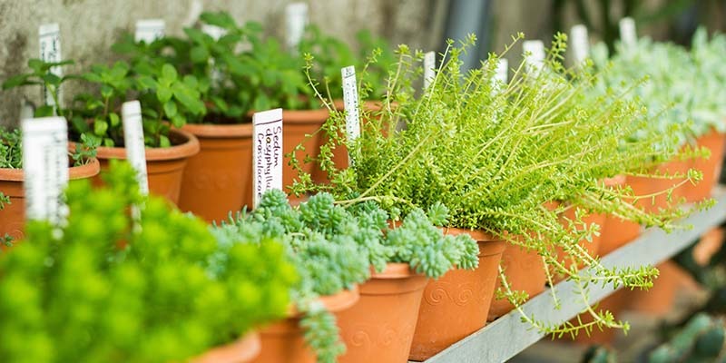 Plant Sale Portishead